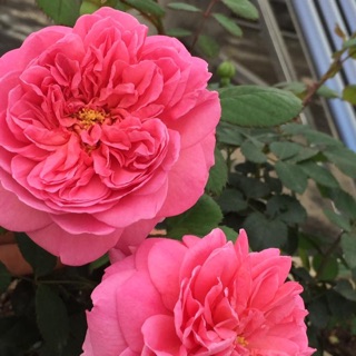 Hoa hồng ngoại Alexander of Kent Rose