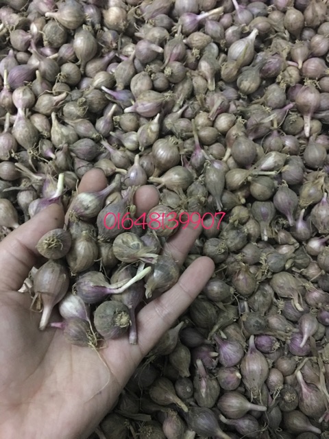 Tỏi cô đơn phù yên sơn la gói 1kg