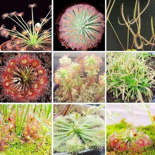 Hạt giống Gọng vó băt mồi (sundew), cây bẫy keo Drosera adelae dễ trồng