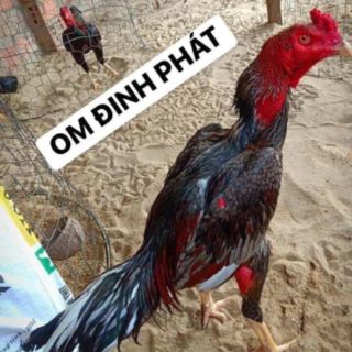 Thuốc om Đinh Phát