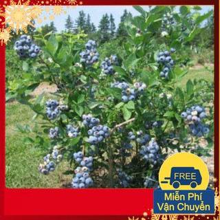 Hạt Giống Việt Quất Biberry