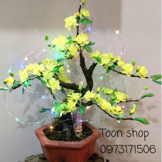 Nguyên liệu chậu mai pha lê cỡ nhỏ