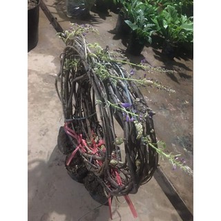 Hoa tử đằng leo,hoa đẹp dễ trồng