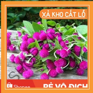 100 hạt hoa cúc bách nhật tím đậm