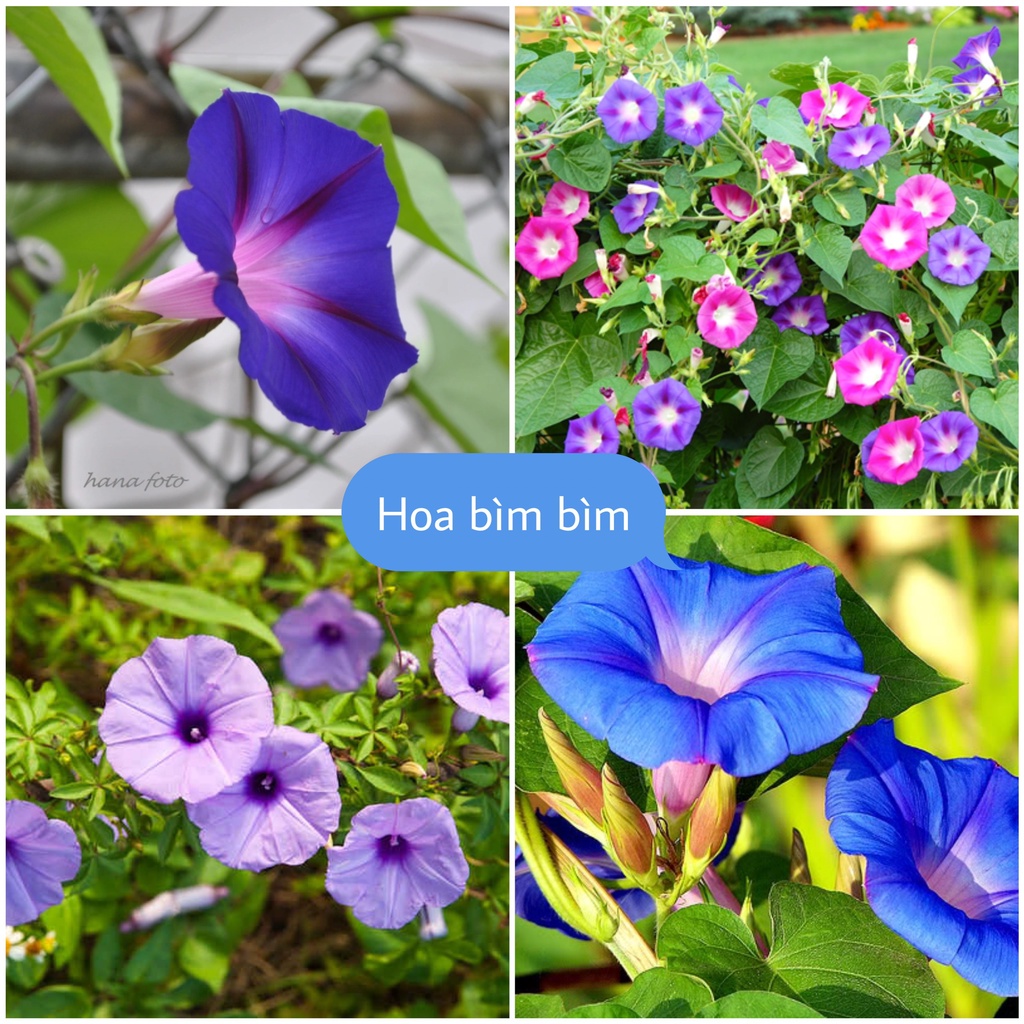 Hạt giông hoa Bìm BÌm F1 Loại mix màu dễ trồng hoa nở đẹp chống sâu bệnh