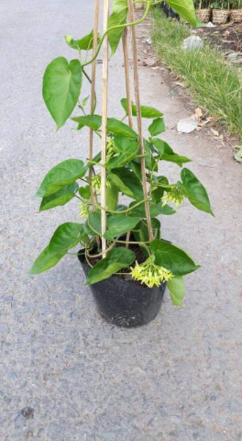 Dây Thiên Lý.... siêu hoa... thơm nứt mũi