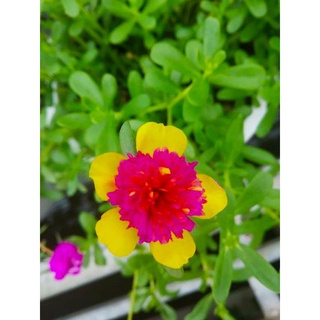 Cây Hoa Mười Giờ- tặng kèm phân bón