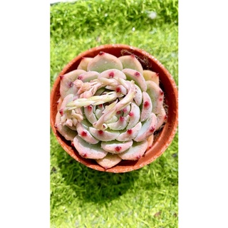 Sen đá bánh bao lửa