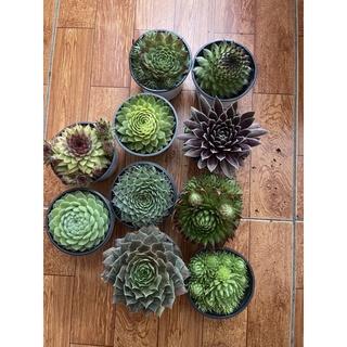 COMBO 5 CHẬU PHẬT BÀ 9CM 200k