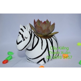 Chậu trồng cây sen đá xương rồng mini hình ngựa vằn, chậu nhựa composite  dễ thương nhiều mẫu.