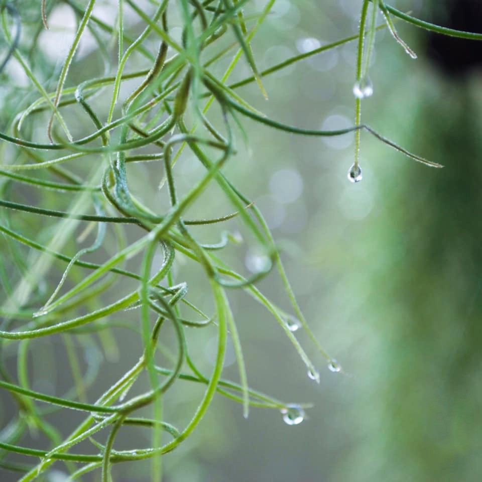 Cây Không Khí ( Tillandsia Usneoides ) treo