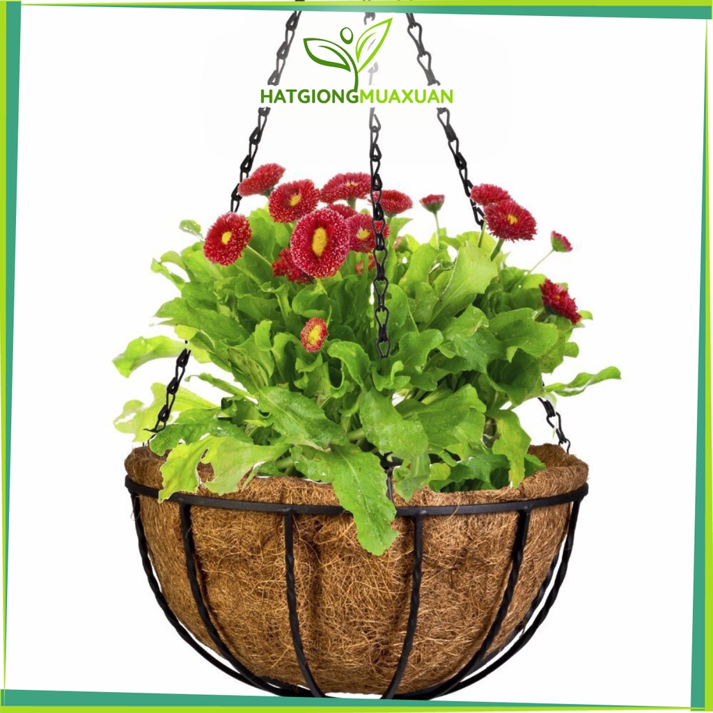 Chậu hoa treo xơ dừa hình tròn đk 25cm khung và dây xích treo bằng sắt hàng cao cấp