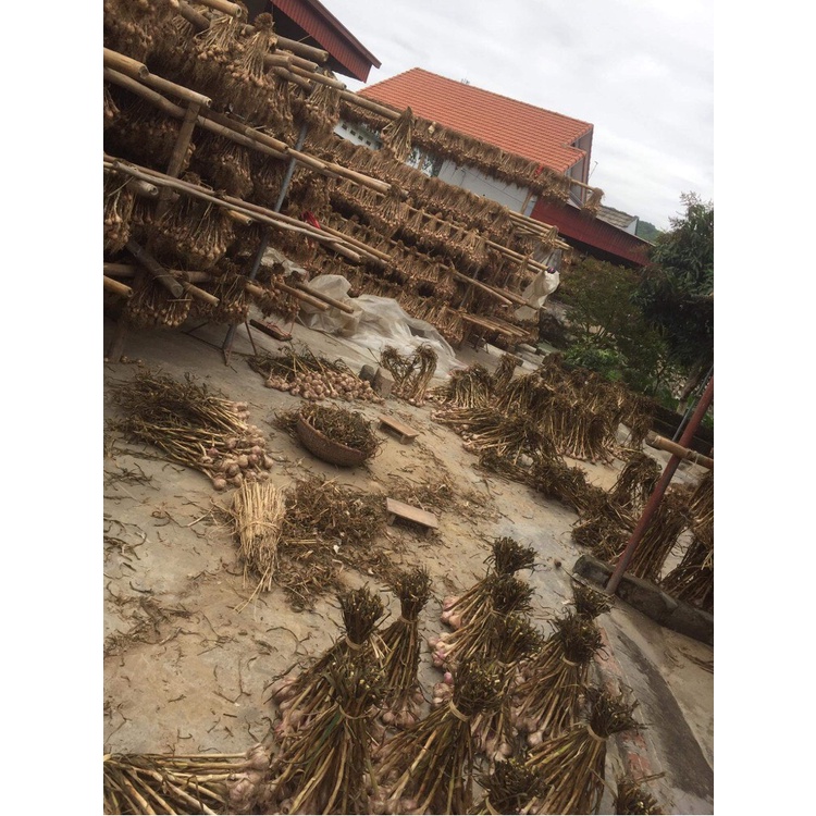 Tỏi kinh môn hải dương