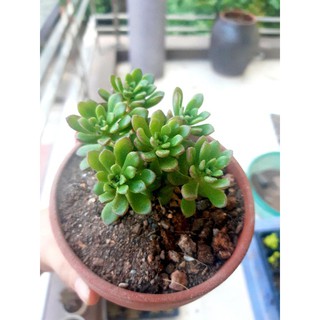 sen đá sedum rubi