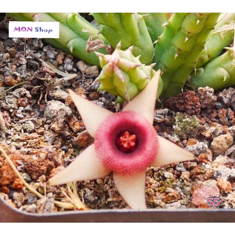 Xương rồng sao biển hoa năm cánh nhuỵ hồng dễ thương