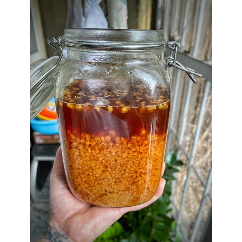 Nấm nước kefir- Water kefir - Nấm làm nước dừa, nước ngọt có gas