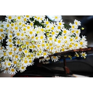 Hạt giống hoa cúc chi trắng