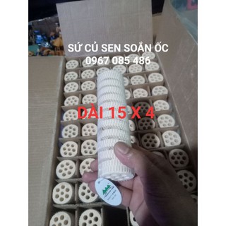 Sứ củ sen mountain tree thế hệ 1 dài 16 x 4