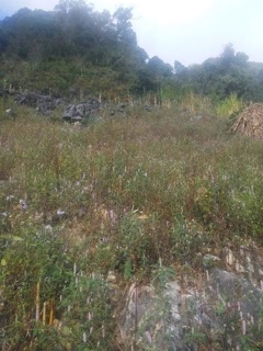 Mật ong Bạc Hà