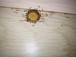 SỈ 10 lọ THUỐC DIỆT KIẾN, DIỆT GIÁN SINH HỌC - DIỆT TẬN GỐC.