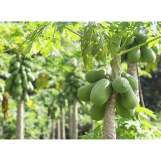 500g lá đu đủ tươi - giao hàng 7 ngày