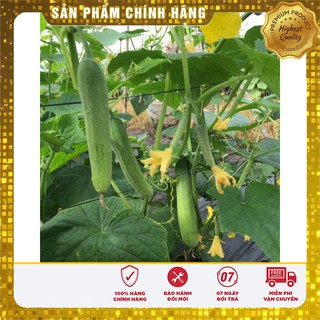 Hạt giống dưa chuột quả dài Thái Lan năng suất gói 10-15 Hạt