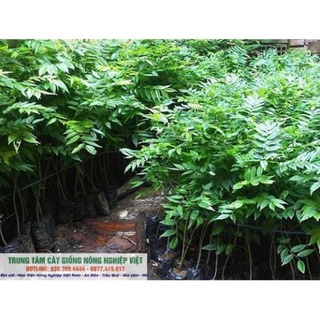 Cây giống Sưa Đỏ