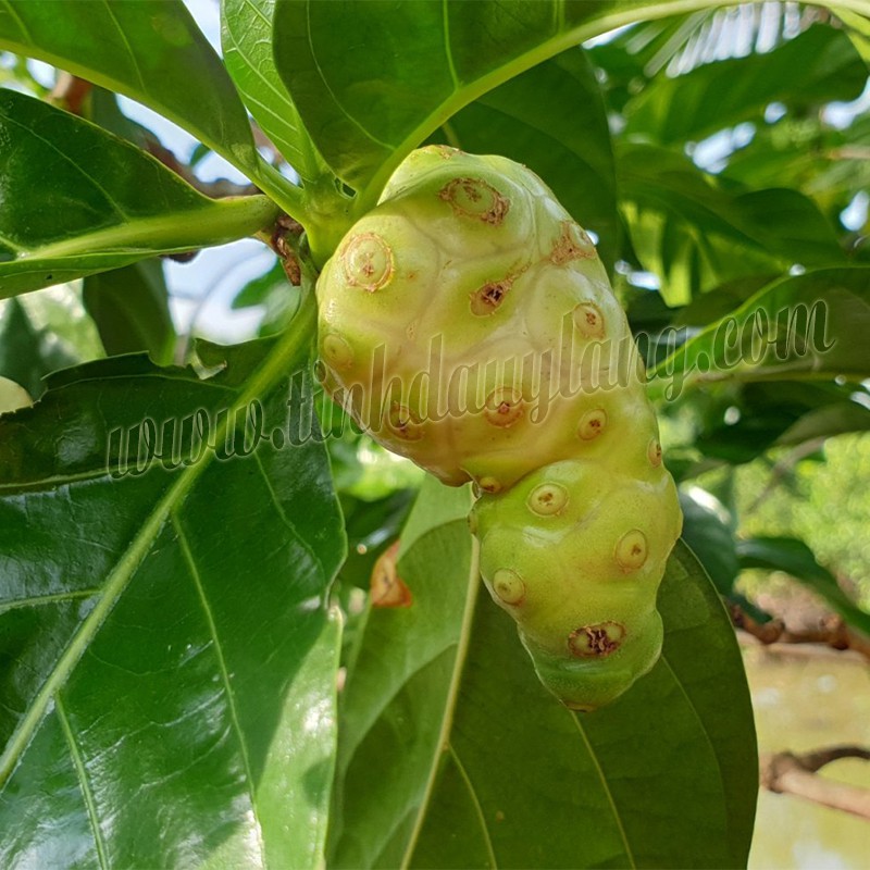 Dầu Trái Nhàu (Noni) - 100ml