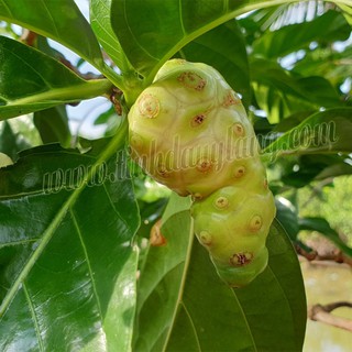 Dầu Trái Nhàu (Noni) - 100ml
