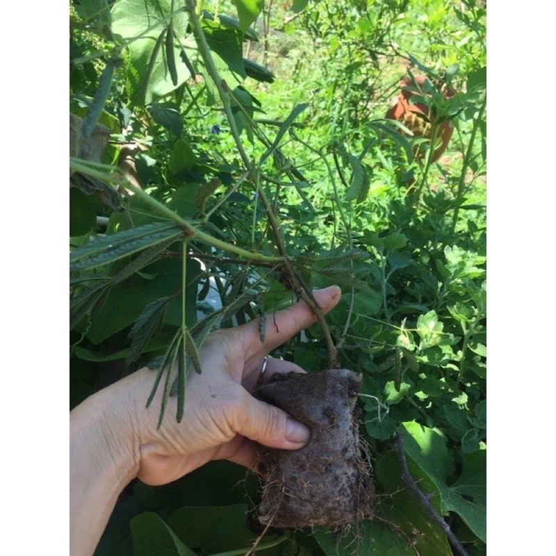 Cây giống hoa trinh nu