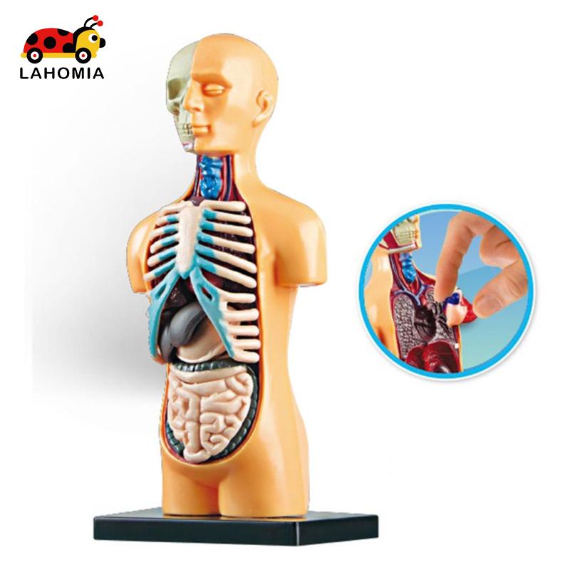LAHOMIA Mô hình giải phẫu cơ thể người dạy học cho trẻ em sáng tạo