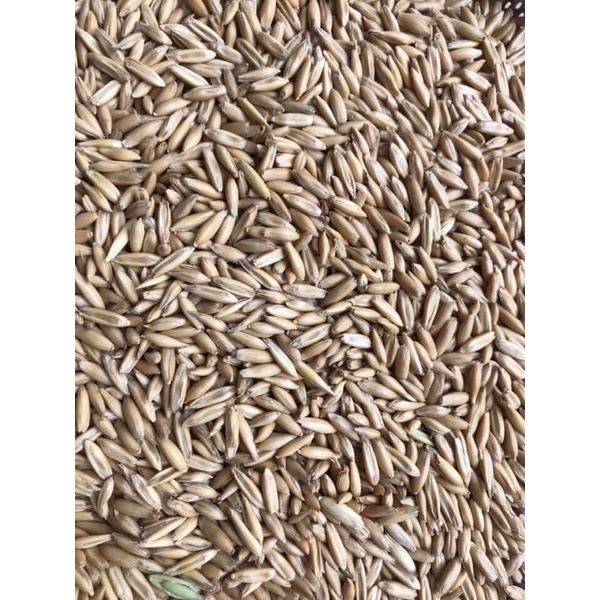 Hạt Yến Mạch Nguyên Vỏ 500Gam - 1Kg