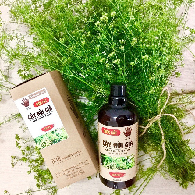Nước cất cây mùi già