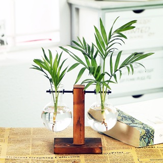 Bình cây thuỷ sinh