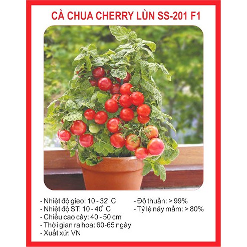 hạt giống cà chua cherry lùn đỏ gói 30 hạt