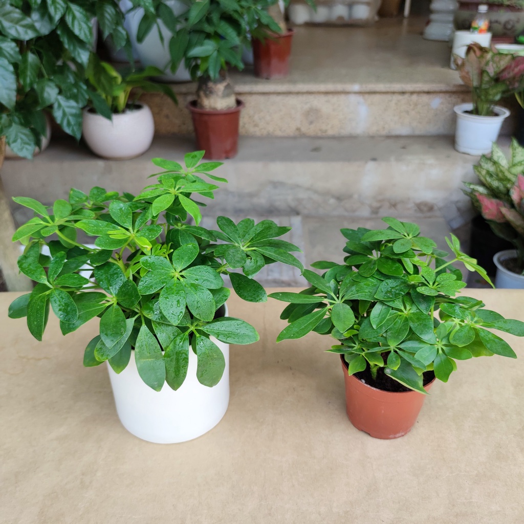 Cây ngũ gia bì cực xanh (cây đuổi muỗi) cây trang trí nhà và nội thất cao 25cm