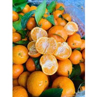 Quýt Thái Mọng Nước thơm ngon ngọt Giao Siêu Tốc 1h