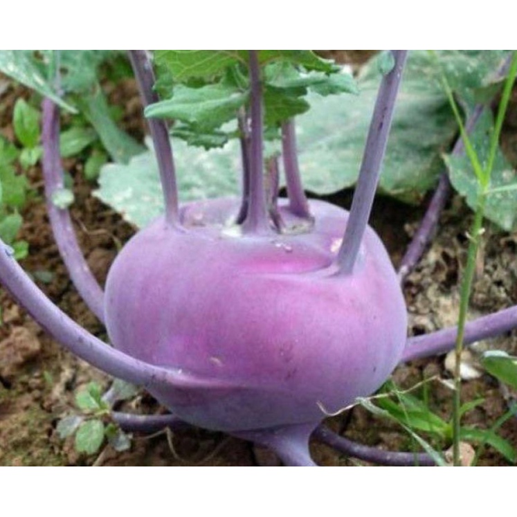 Chế phẩm bánh dầu MULTI PEANUT 500ml giúp Kích Rễ - Bung Đọt - Nhiều Hoa - Lớn Trái chuyên hoa Lan và hoa cảnh