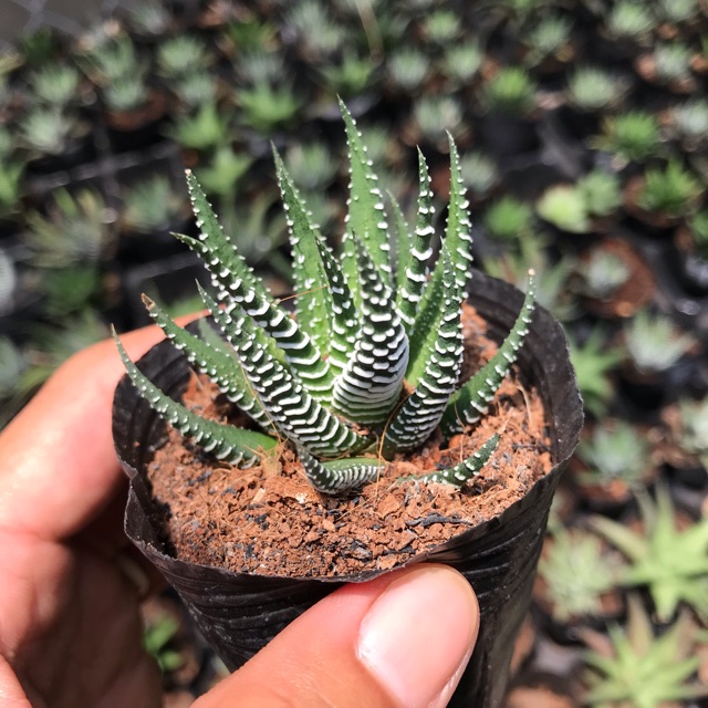 Móng rồng viền trắng