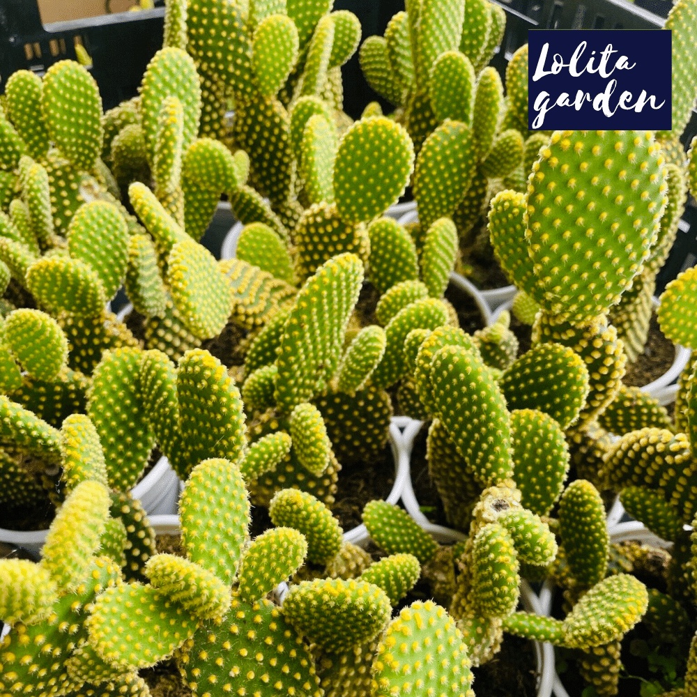 Xương rồng tai thỏ Đà Lạt size trung bình cây cảnh trang trí nhà cửa Lolita garden