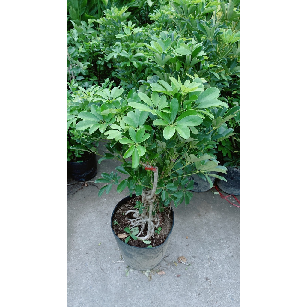 Cây Ngũ Gia Bì Lớn