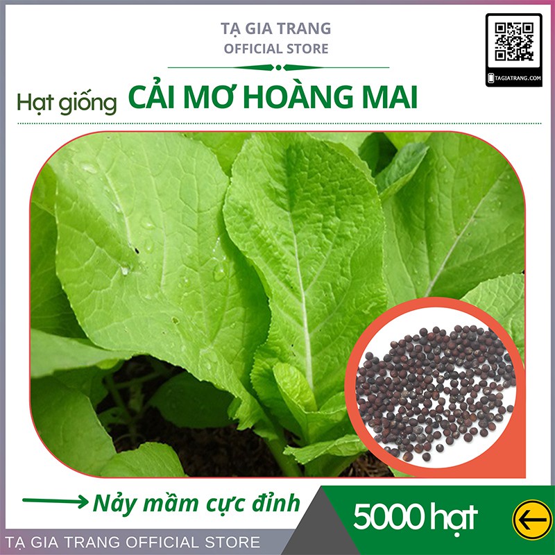 Hạt Giống Rau Cải Mơ Hoàng Mai - Shop Hạt Giống Tạ Gia Trang