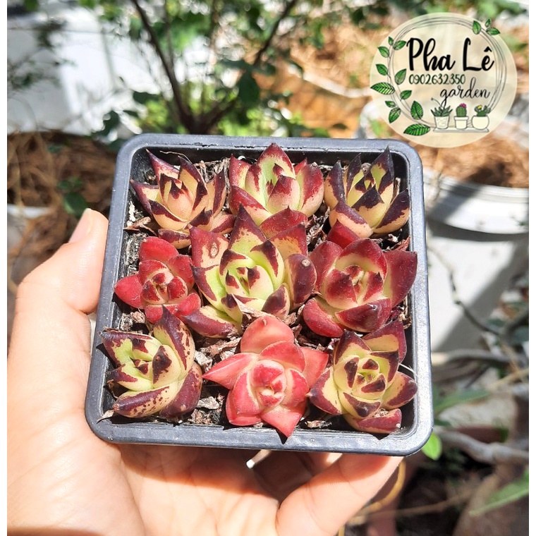 cây sen đá đế vương (cây lẻ / chậu)