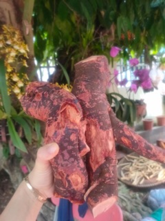 Rễ cây Mú Từn ngâm rượu.