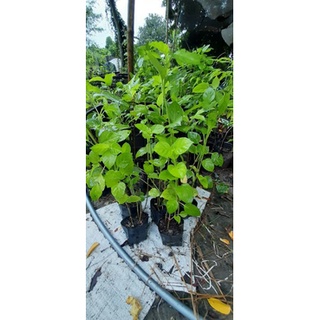 2 bầu cây giống rau ngót nhật