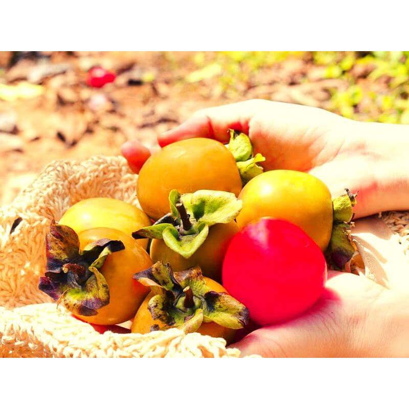 Hồng dẻo Mangline Farm Đà Lạt 1 kg ngọt lịm mềm dẻo ăn là ghiền