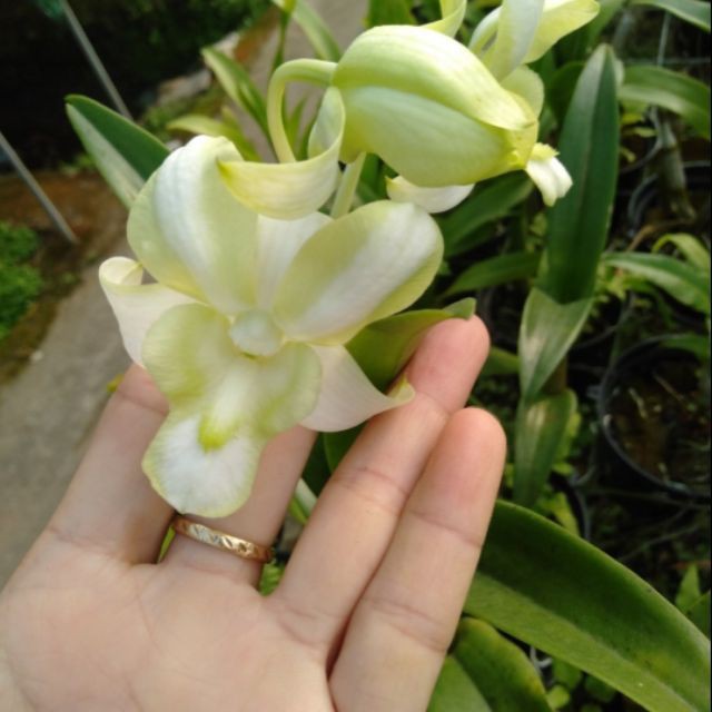 MSĐ Giống Hoa điạ Lan  DDM