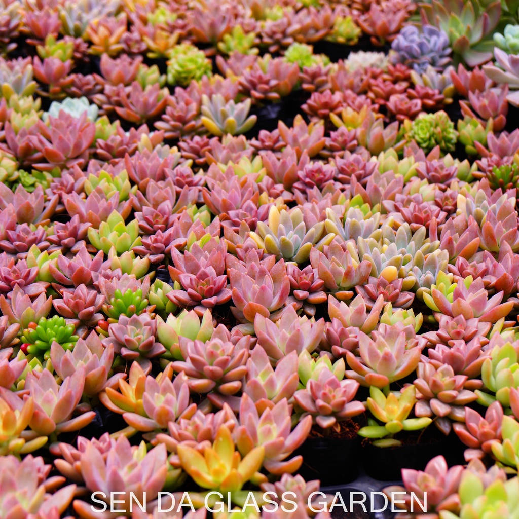 Sen Đá chậu nhỏ mix 3 cây khác nhau GLASS GARDEN, Sen đá đà lạt giá rẻ, thuần khí hậu,  lỗi 1 đổi 1