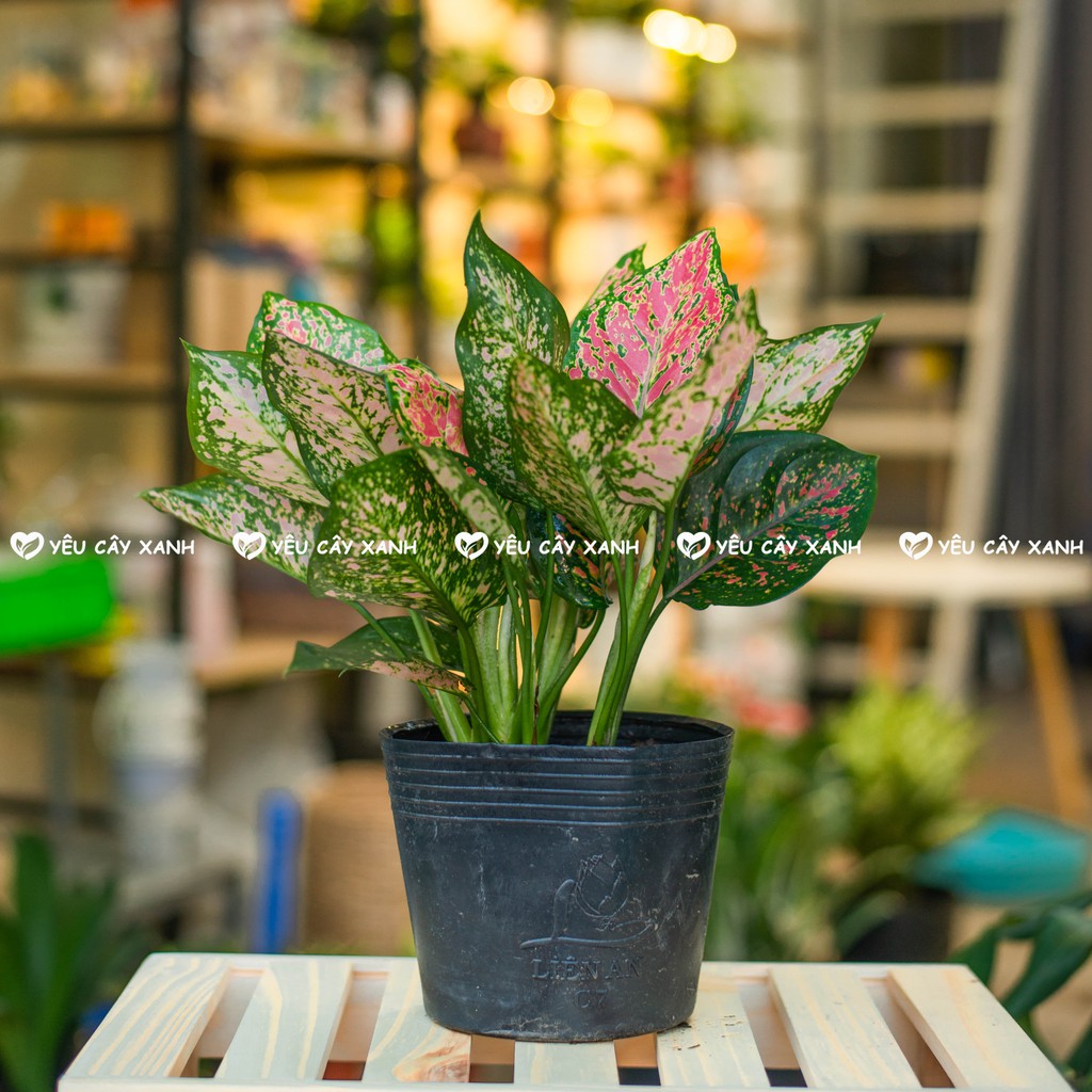 Cây Vạn Lộc để bàn - Cây Thiên Phú