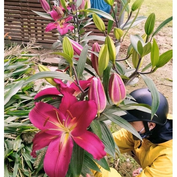Hạt giống hoa Lily cao Hà Lan